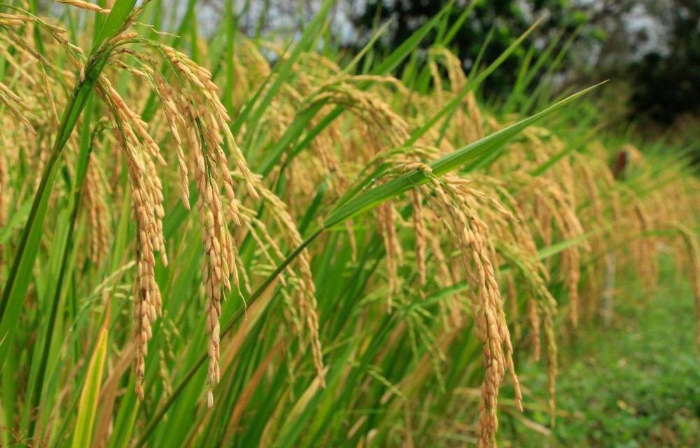 Según el Mida al rubro de arroz se le pagó toda la producción del ciclo agrícola 2022-2023.