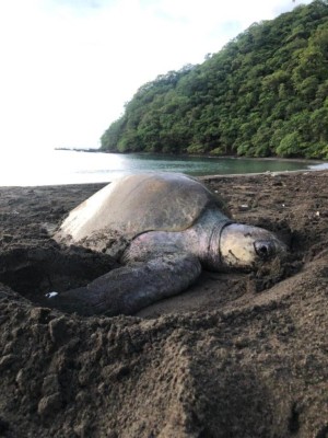 La playa Marinera es el escenario del nacimiento de más de 1 millón 300 mil  tortugas marinas y en donde se han liberado cerca de 2 millones de galápagos.