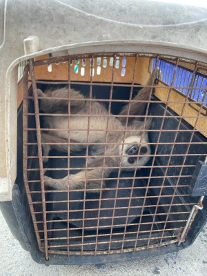 Más de 30 animales silvestres han sido rescatados en Colón 