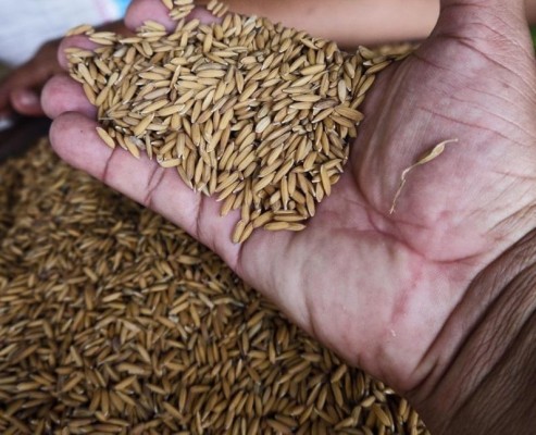 10 mil hectáreas de arroz menos de lo proyectado