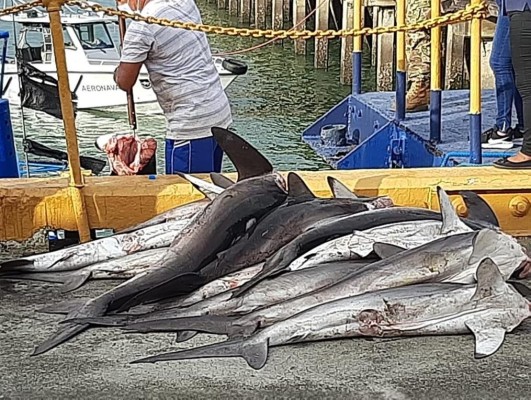 Le meten $250 mil de multa a embarcación tica por pescar tiburones 