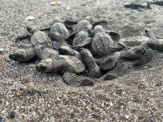 Playa La Marinera, la cuna panameña para millones de tortugas marinas