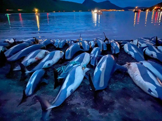¡Crueldad! Matanza récord de más de 1.400 delfines en un día