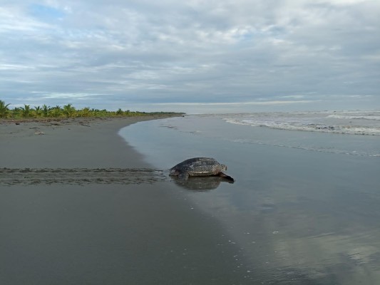 [VIDEO] Alianza para la protección de tortugas  