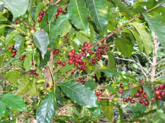 Se busca fortalecer la sustentabilidad del  cultivo de café, su  industrialización y comercialización.