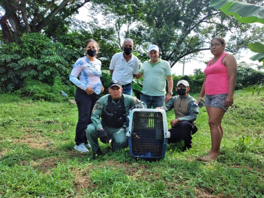 Policía Ambiental rescata a una yaguarndi en Capira