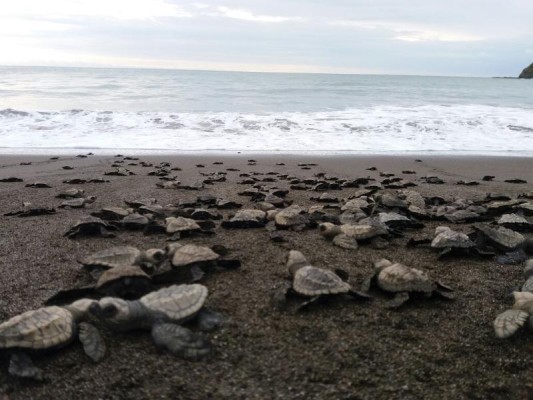 Playa La Marinera, la cuna panameña para millones de tortugas marinas