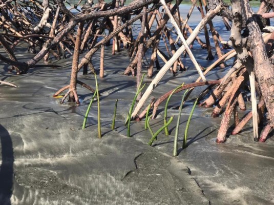 Chiriquí presenta uno de los manglares más extensos del país 