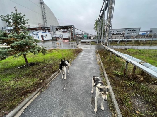 Los perros de Chernóbil podrían ser genéticamente distintos por la radiación