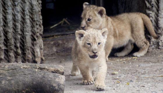 Zoo sueco admite haber sacrificado 9 cachorros de león por falta de espacio 