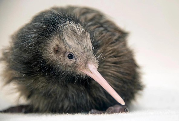 Zoo de Miami se disculpa por  video de un kiwi, ave nacional de Nueva Zelanda