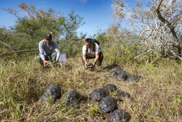 Retornan a su hábitat natural 86 tortugas criadas en cautiverio en Galápagos