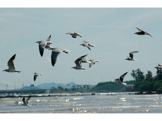 Panamá se sumará a la celebración del Día Mundial de las Aves Migratorias