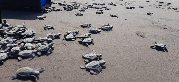 Comunidades de Colón luchan por la conservación de las tortugas