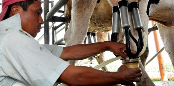 Suspensión de importación de leche desde Costa Rica afecta mercado panameño
