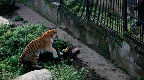 Un tigre ataca a una cuidadora de un zoológico de EE.UU.
