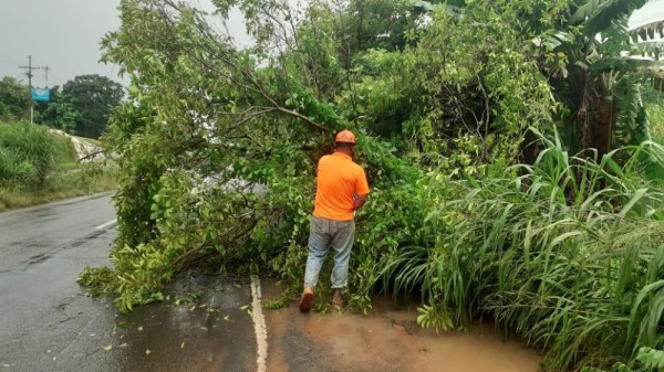 Caídas de árboles afectaron varias vías en la capital, Panamá Oeste y Panamá Este.