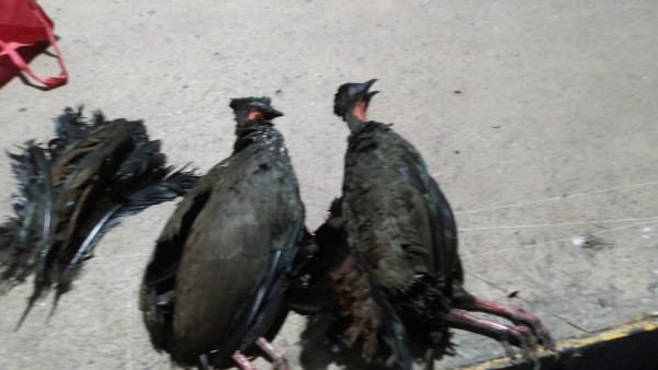 Las dos aves estaban en el Parque Nacional Chagres.