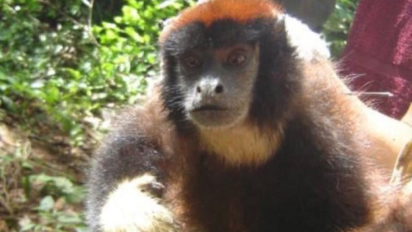 Descubren una nueva especie de mono en la selva Amazónica de Perú