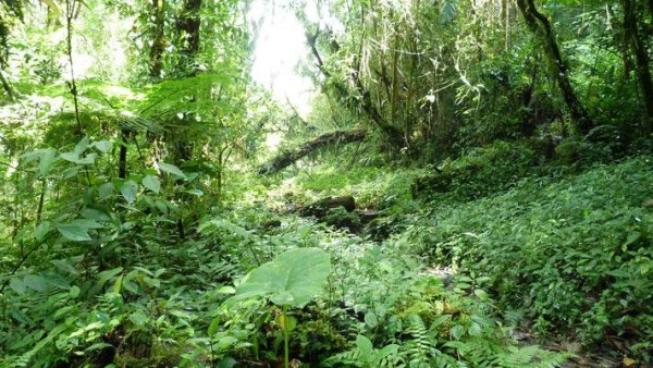 Científicos identifican en Panamá unas 16 nuevas especies de flora y fauna