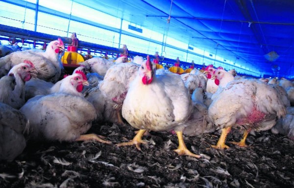 La gripe aviar es una enfermedad contagiosa