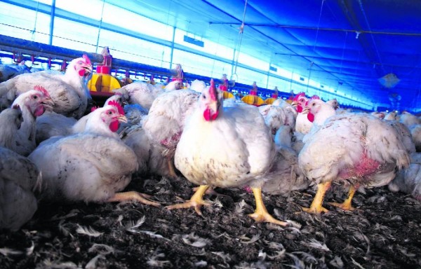 MIDA pide a los avicultores y a la comunidad fortalecer las medidas de bioseguridad