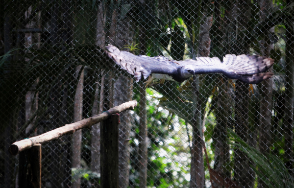 Un águila harpía vuela en un recinto para su protección el 16 de junio de 2022, en Ciudad de Panamá (Panamá).