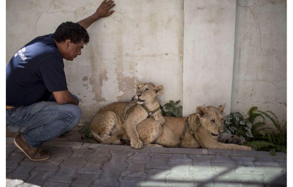 Amir Khalil, de la organización Cuatro Patas, juega con los cachorros en un hotel en la franja de Gaza.