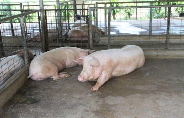 Según la Asociación de porcinocultores la producción nacional será suficiente para el mes de diciembre.