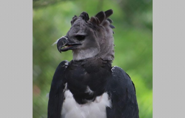 La Ley 18 de 10 de abril de 2002 declaró al águila Harpía ave nacional de Panamá.