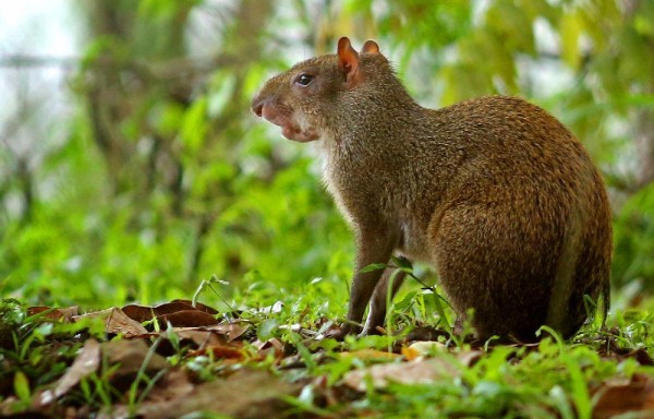El ñeque es un roedor silvestre, de mediano tamaño.