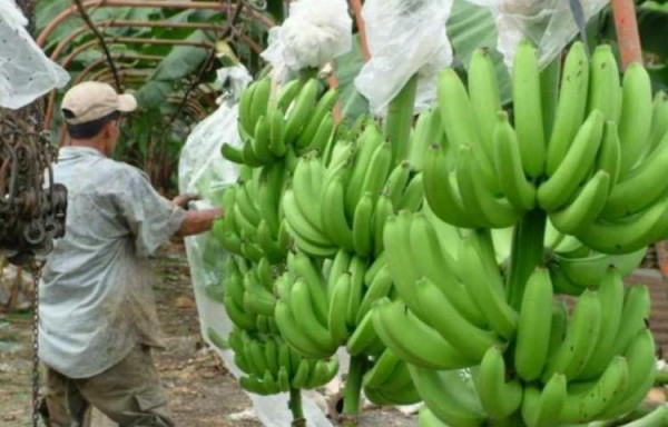 El MIDA habilita cinco empacadoras panameñas para exportar bananos a China  