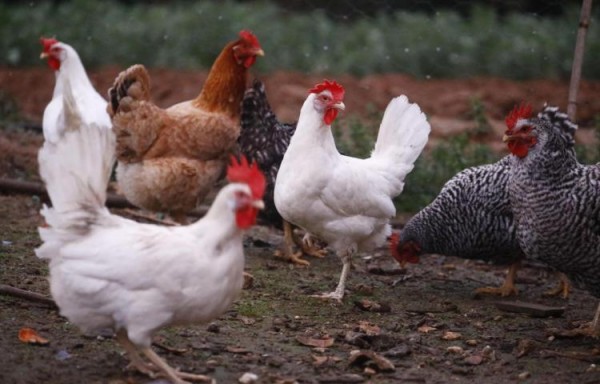 Mida pide fortalecer las medidas de bioseguridad por influenza aviar de alta patogenicidad 