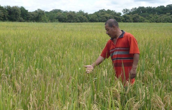 Importarán 2.3 millones de quintales de arroz