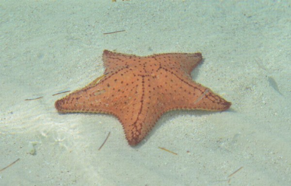 La estrella de mar es silvestre.