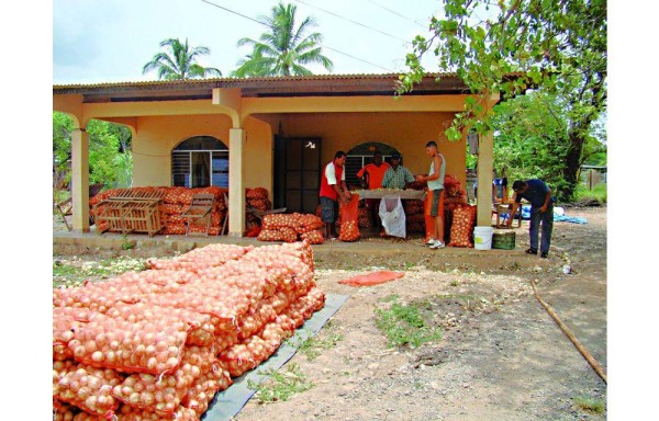 Los cebolleros mantienen toda la producción recogida en sacos afuera de su casas.