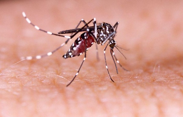 Este año ha habido 46 casos de Chikungunya.