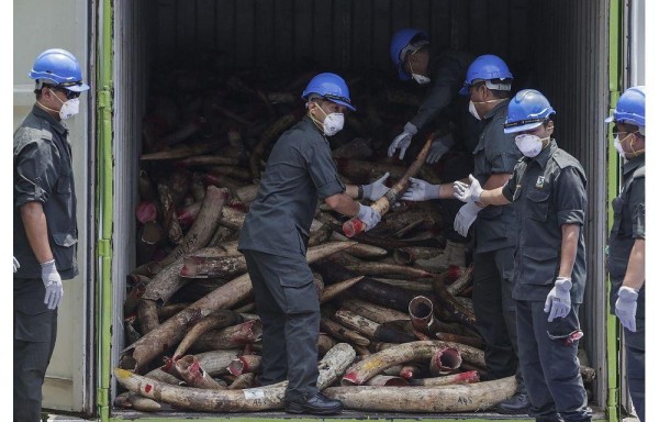 El contenedor contenía casi 10 toneladas de colmillos de elefante