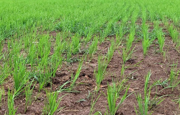 MIDA presenta informe de siembra y preparación de suelos del arroz