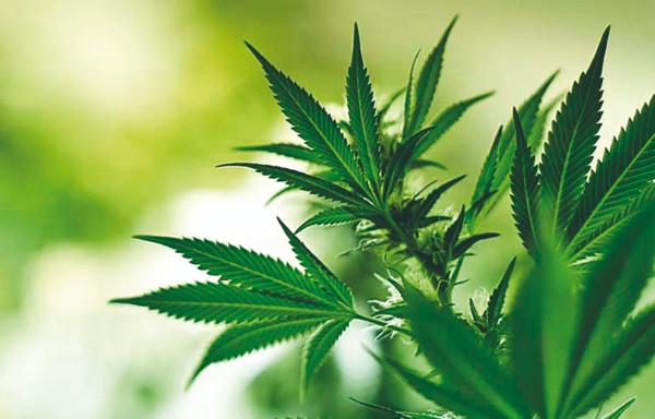Cannabis medicinal: piden acelerar asignación de licencias