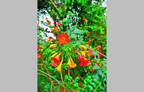 Las flores del jardín del sendero de los Quetzales