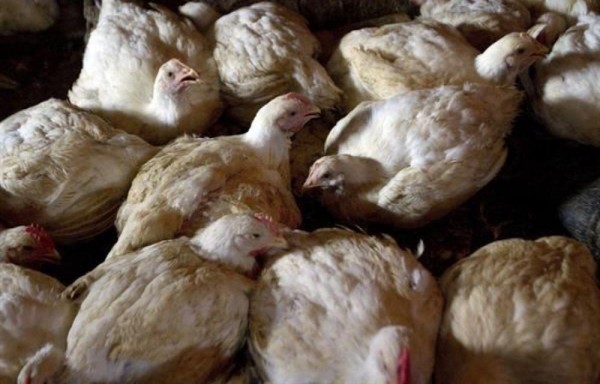 Argentina refuerza la vigilancia epidemiológica contra la gripe aviar