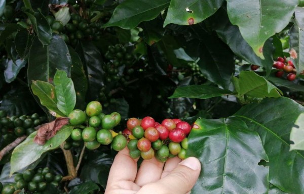 Se prevé aumento en la producción de café