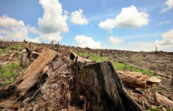 Empeora la deforestación en la Amazonía