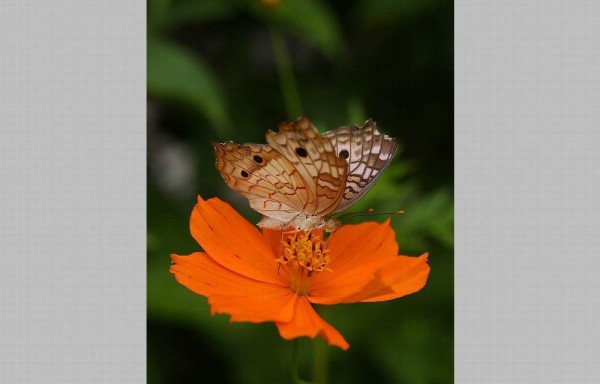 Cultive plantas que florezcan para que las mariposas se alimenten de su néctar.