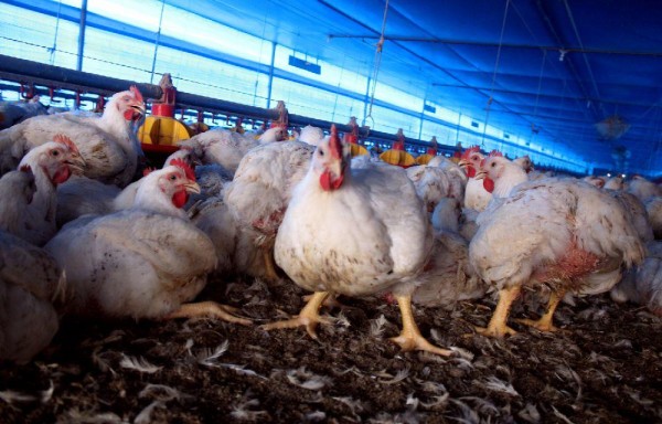 La gripe aviar es una enfermedad altamente contagiosa