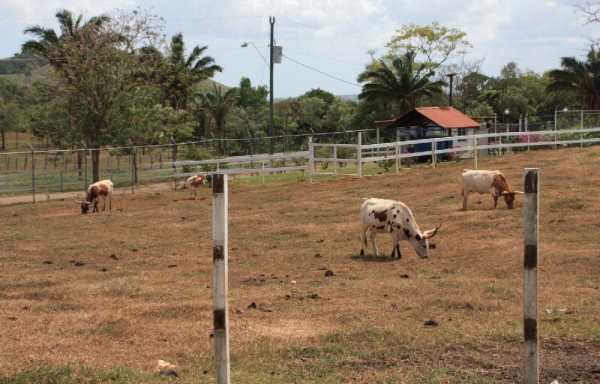 La ausencia de lluvia se ha acentuado más en la región de Azuero, parte de Coclé y Veraguas y Panamá.