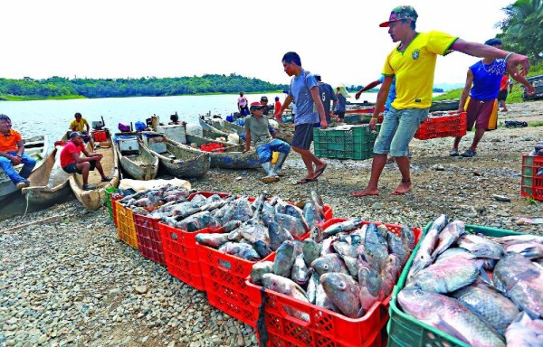 Sector pesquero se suma a la mesa técnica de alimentos