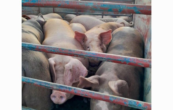 IMA compró 117,465 libras de carne de cerdo