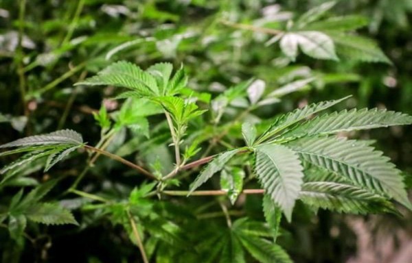 Argentina habilita su primera planta de producción de cannabis medicinal